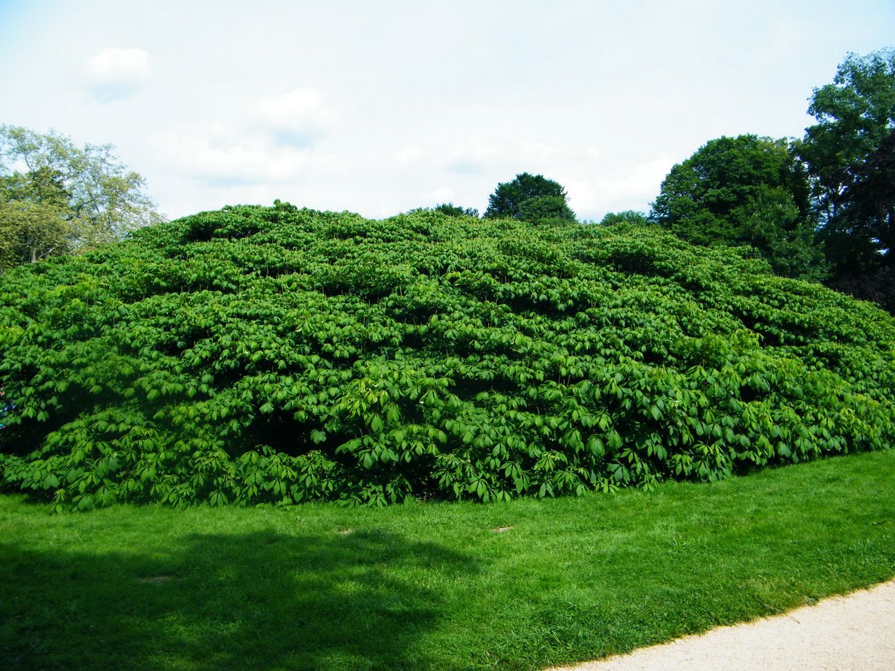 Kromlau Park Mużakowski 05